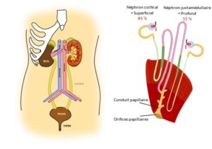 Glomérulo renal: estructura, funciones, patologías