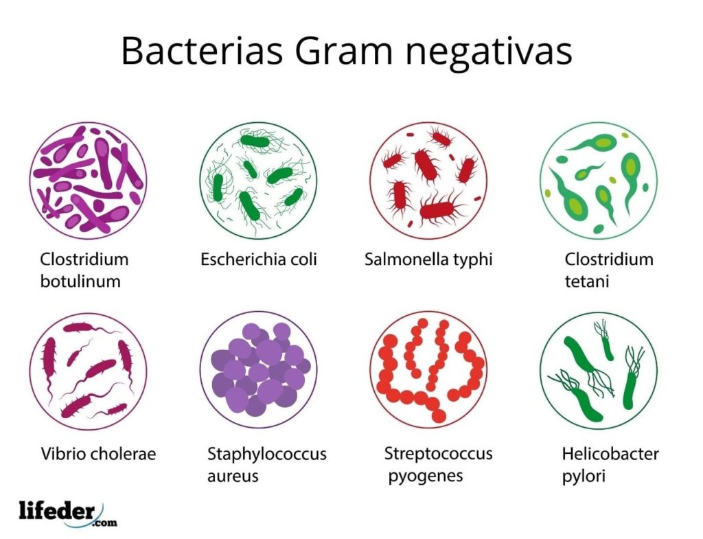 O Que S O Bacterias Gram Negativas Sololearn