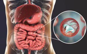 Cryptosporidium parvum