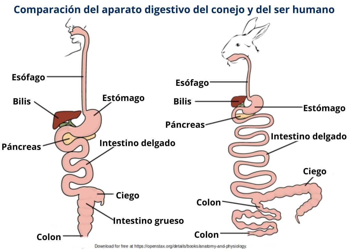 Digestivo especialista en sibo