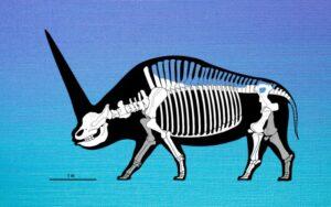 Elasmotherium sibiricum