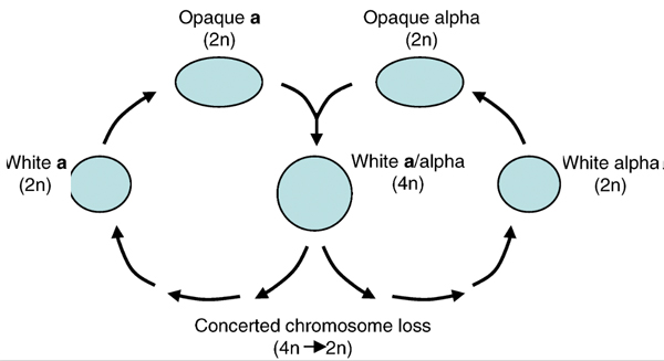 definicion de bacterias protistas