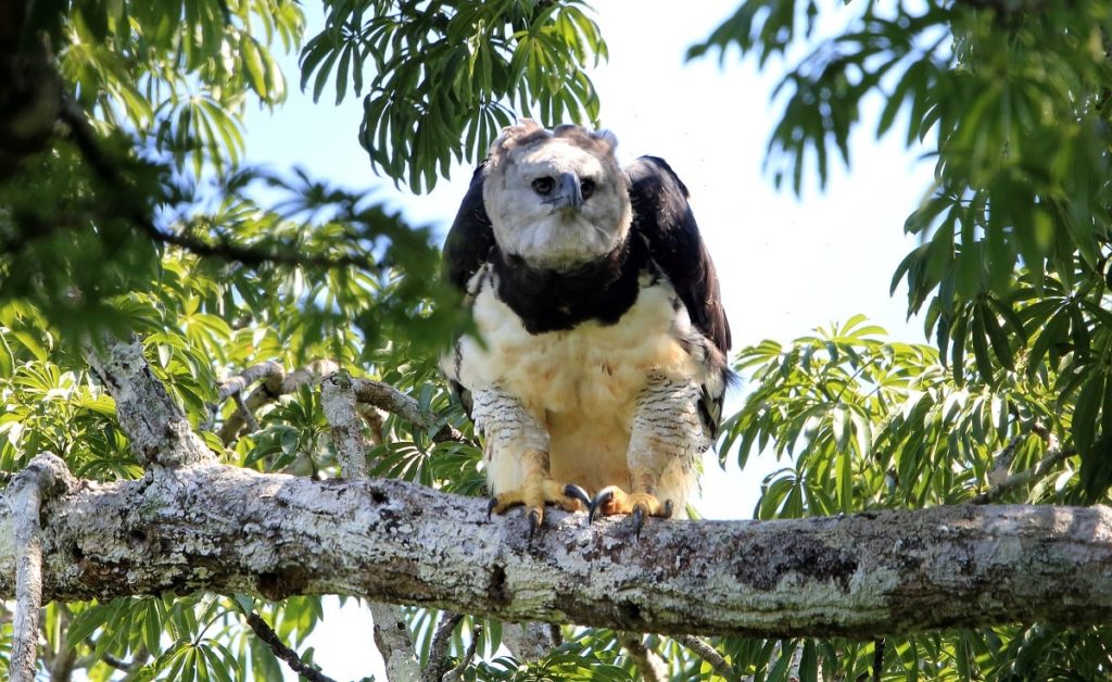 Águila harpía: características, hábitat, reproducción, nutrición