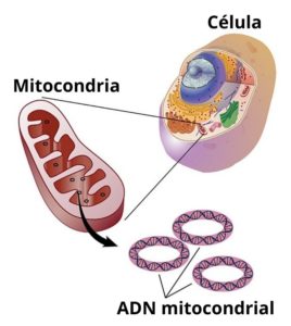 ADN mitocondrial