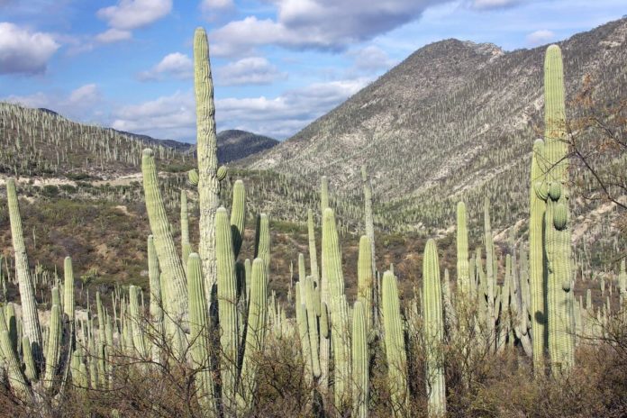 Imagenes De Plantas De La Selva Seca www.lifeder.com