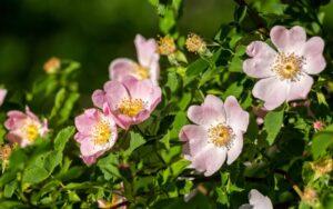 Rosa canina