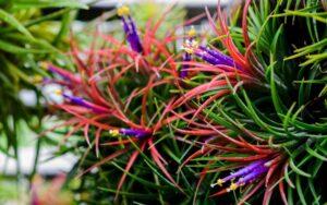 Tillandsia