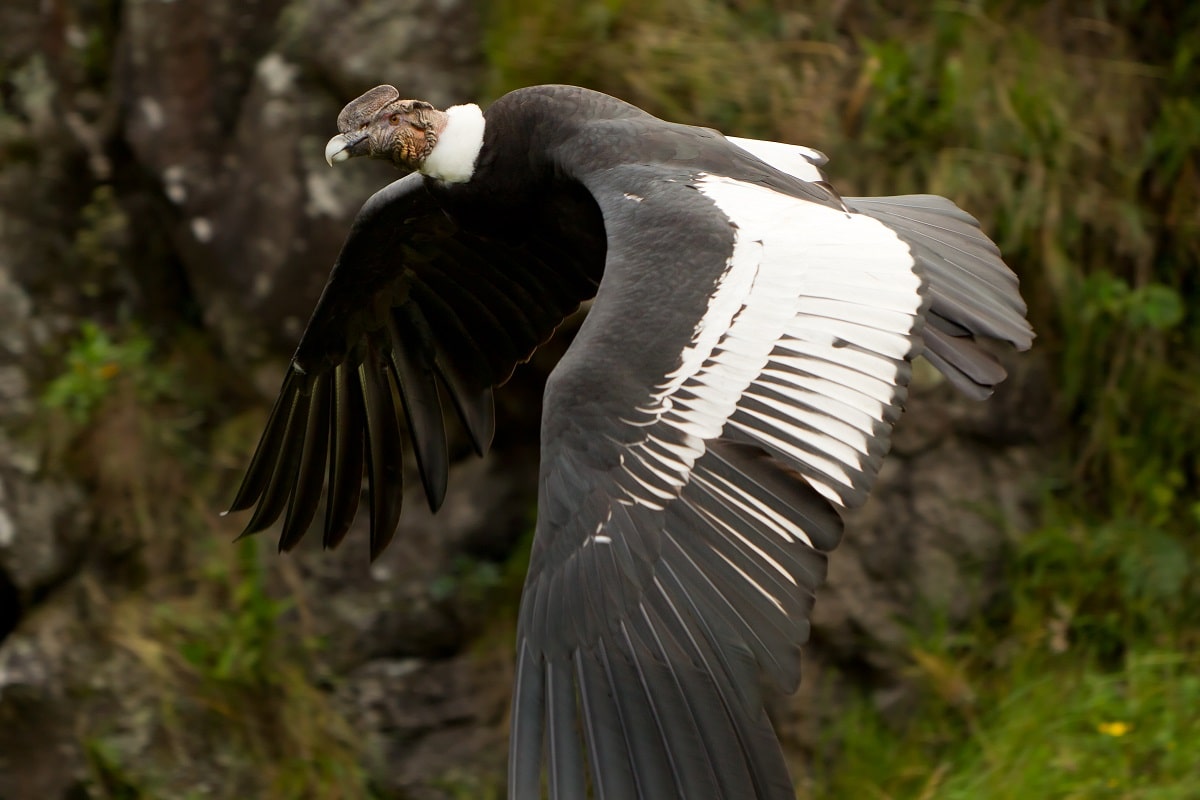 Los 15 animales de Ecuador más importantes Los 15 animales de Ecuador más importantes