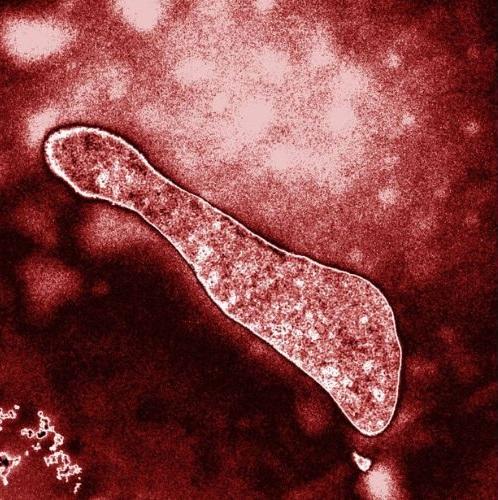 Acidófilos: qué son, características, ejemplos y aplicaciones
