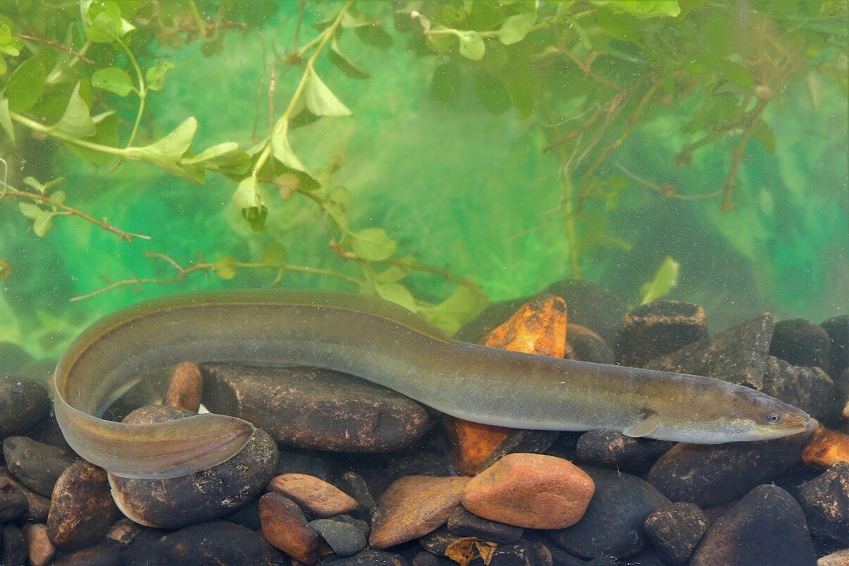 Río Rin: nacimiento, recorrido, desembocadura, afluentes