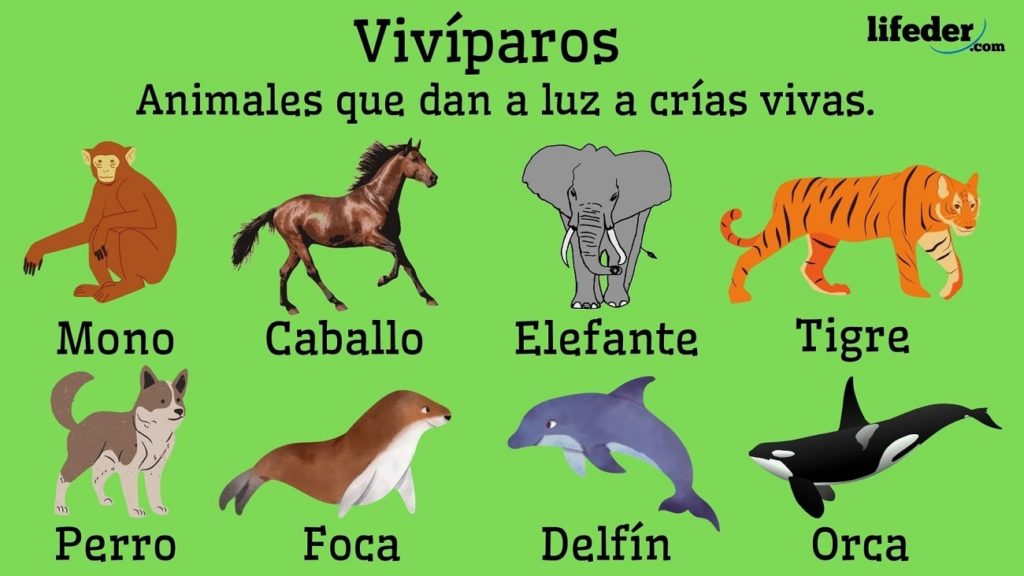 Vivíparos