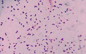 Bacterias grampositivas