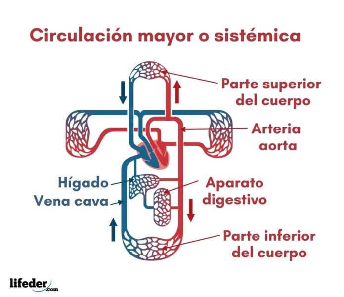 Esquema De Circulacion Mayor O Sistemica Esquemas Y Mapas Porn Sex Esquema De Circulacion Mayor O Sistemica Esquemas Y Mapas Porn Sex