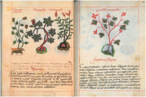 Códice De la Cruz-Badiano, tratado de la cultura mexica sobre medicina y herbolaria. Vía Wikimedia Commons.