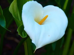 Flor cala: características, hábitat, propiedades, usos, cultivo