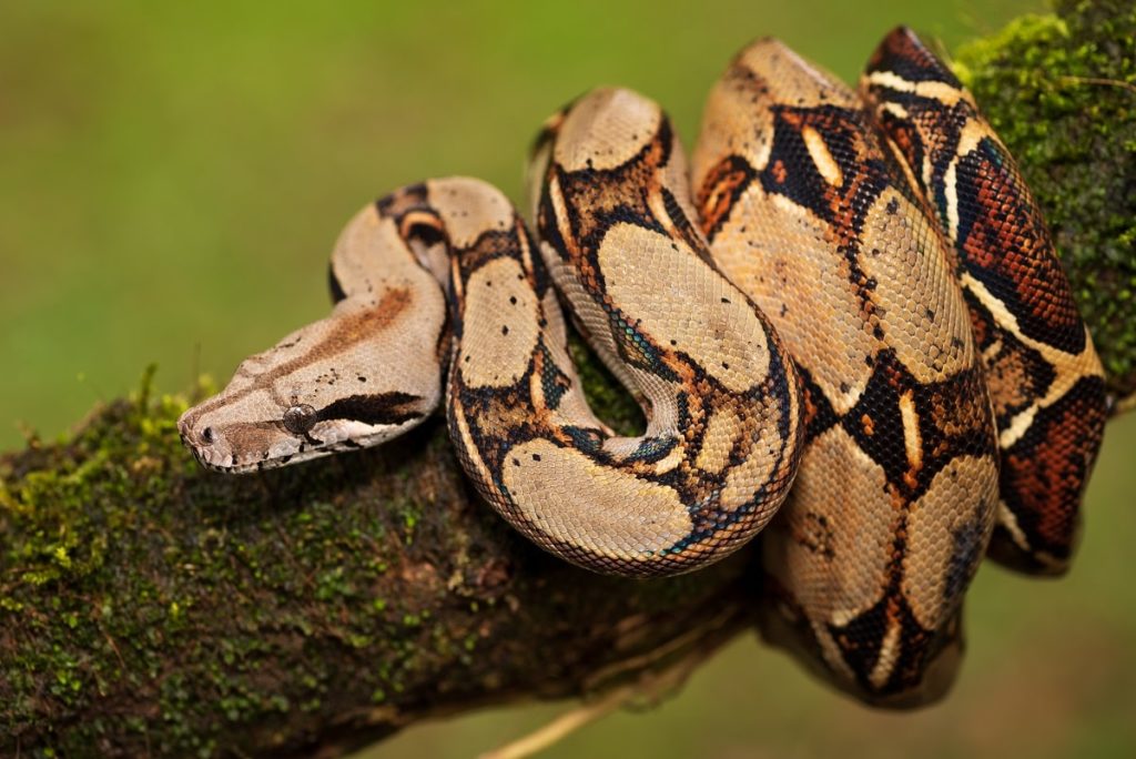 boa constrictor imperator feeding size chart boa constrictor imperator feeding size chart