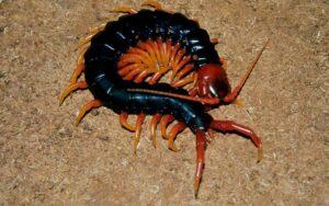 Escolopendra