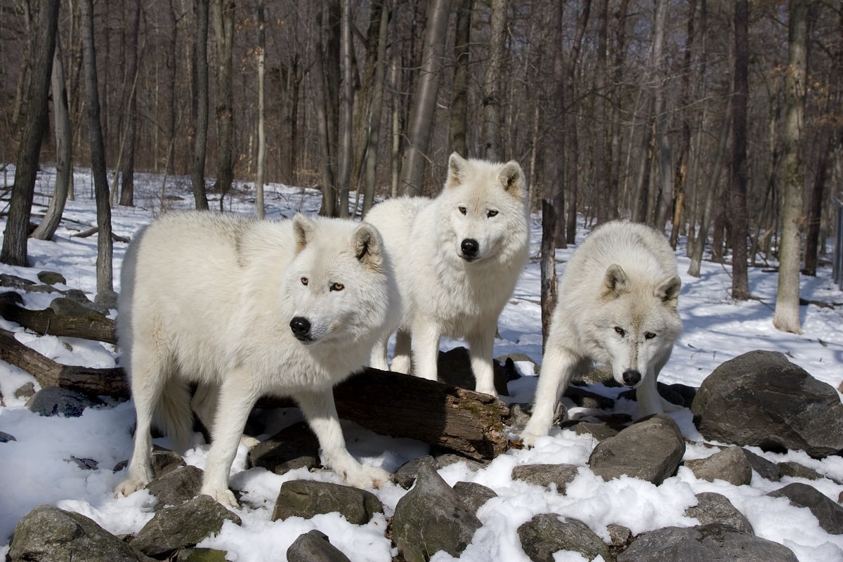 Lobo Blanco Qu Es Caracter sticas H bitat Comportamiento lobo-blanco-qu-es-caracter-sticas-h-bitat-comportamiento