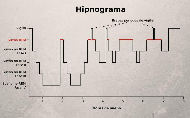 Fases del sueño: qué son y sus características