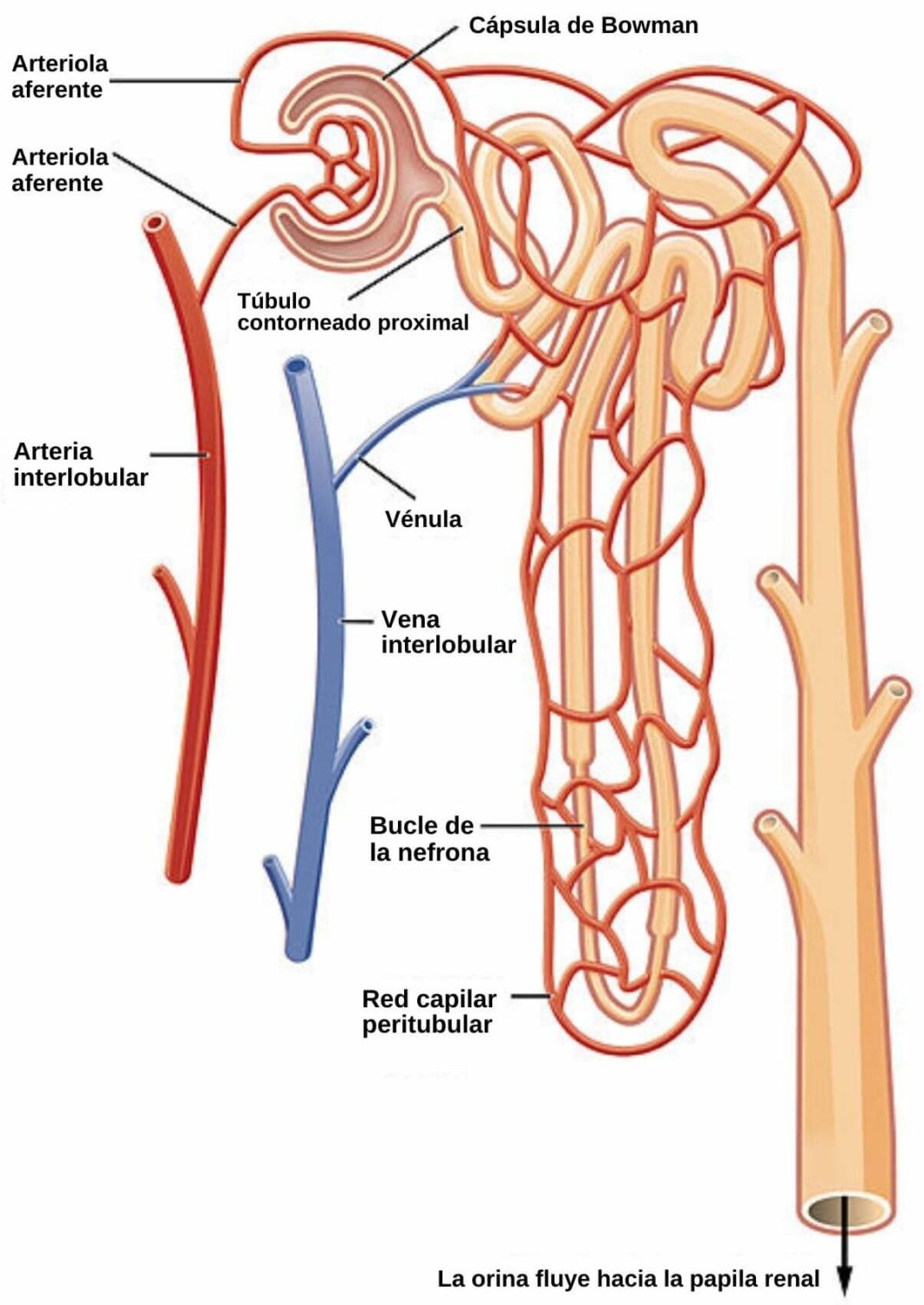 Glomerulo Riñon Glomérulo renal: qué es, estructura, funciones, patologías