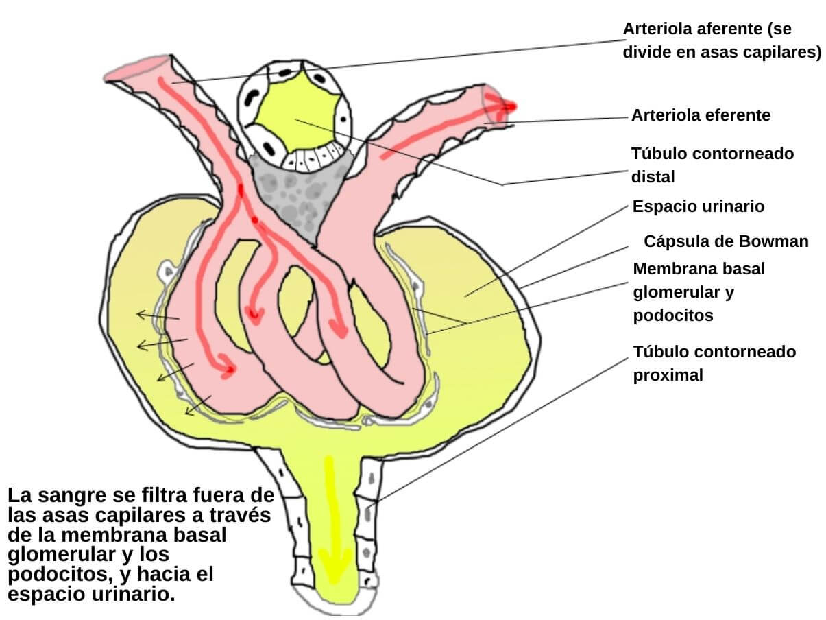 Glomérulo renal qué es, estructura, funciones, patologías