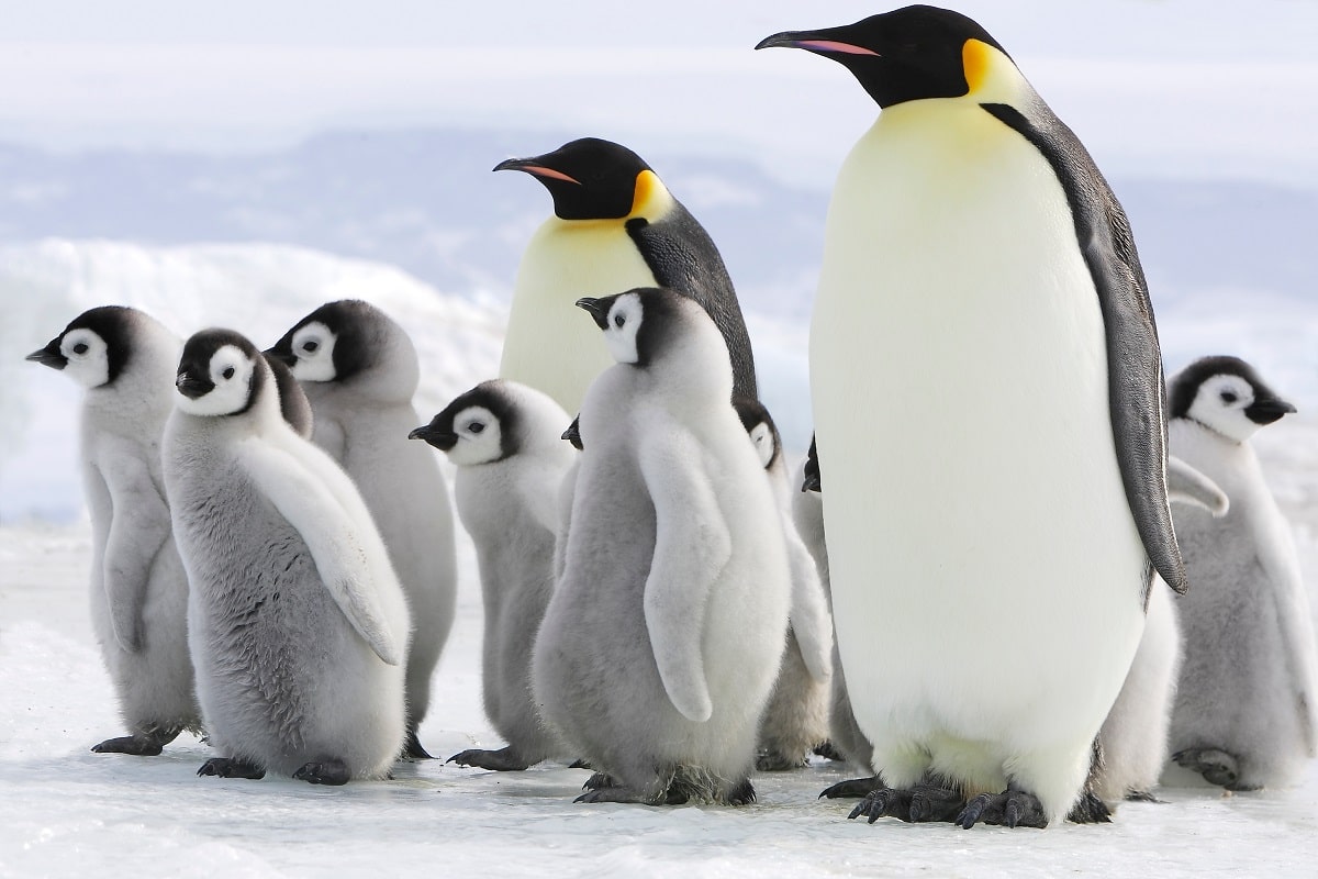 Pingüino emperador: características, hábitat, reproducción, nutrición Pingüino emperador: características, hábitat, reproducción, nutrición