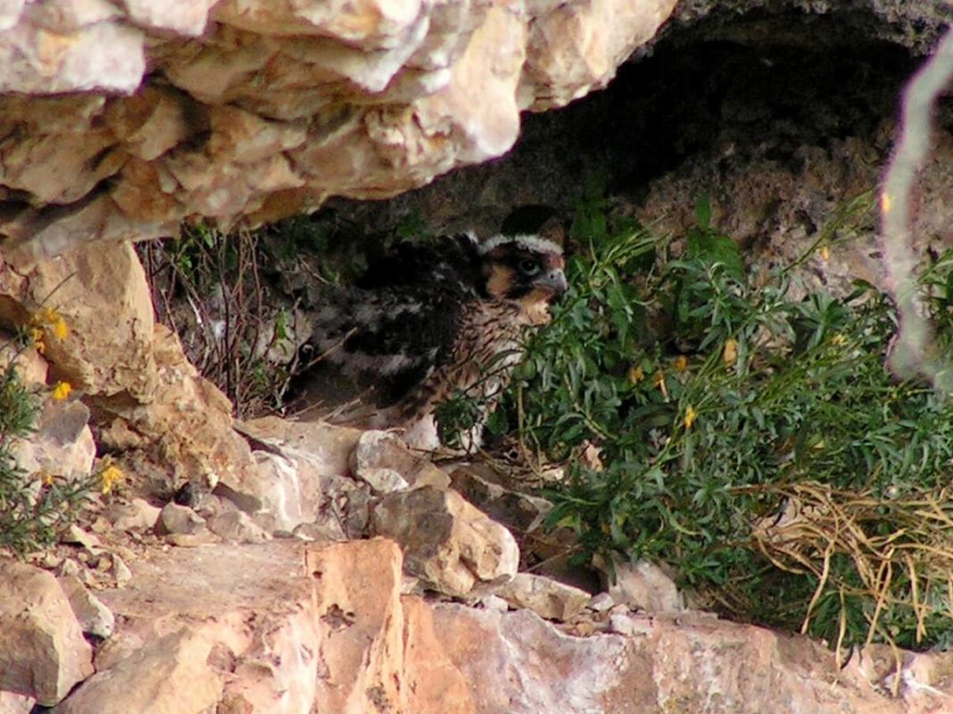 Halcón peregrino: qué es, características, hábitat, comportamiento