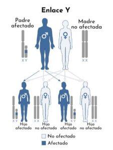 Herencia holándrica