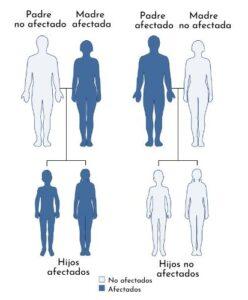 Herencia mitocondrial