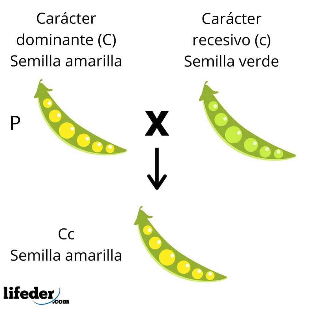 Leyes De Mendel Explicación Fácil Y Ejemplos