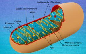 Mitocondrias
