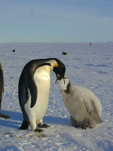 Pingüino emperador: características, hábitat, reproducción, nutrición
