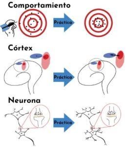 Plasticidad cerebral