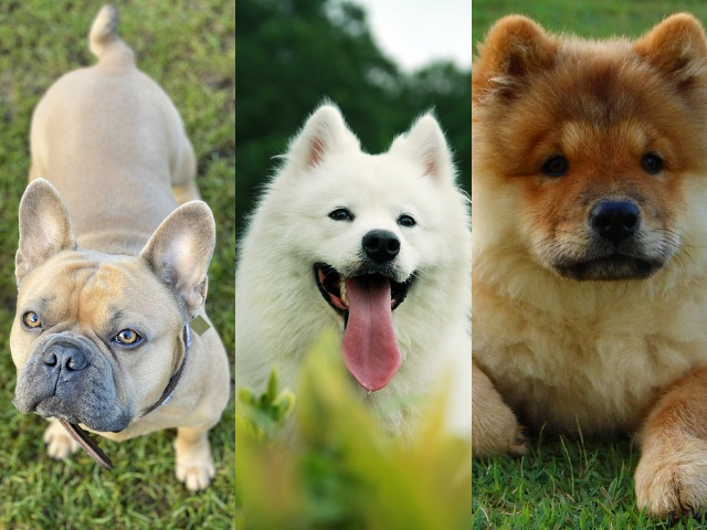 20 razas de perros más caras de la historia