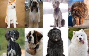 Las razas de perros más caras de la historia