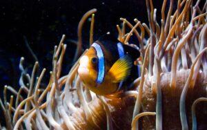 Relaciones ecológicas