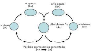 Reproducción parasexual