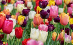 Tulipanes