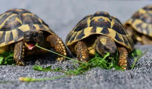 Nombres para tortugas: machos, hembras, en inglés, Disney
