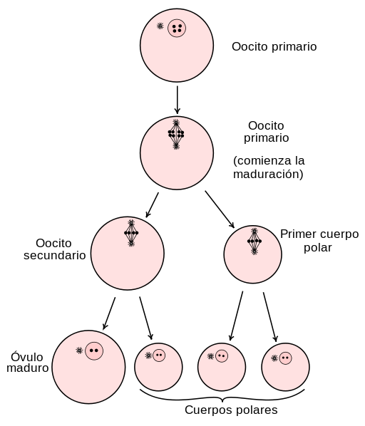 Ovogénesis Fases Características En Animales Y Plantas