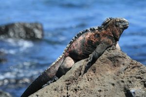 Iguana marina: características, hábitat, reproducción, nutrición