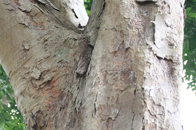 Brosimum alicastrum: qué es, características, hábitat, usos, cuidados