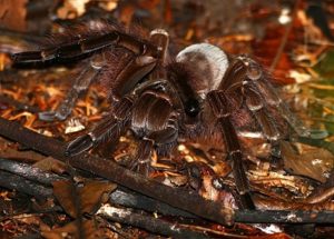 Araña Goliat: características, hábitat, reproducción, nutrición