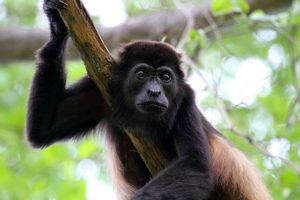 Mono aullador: características, hábitat, reproducción, comportamiento