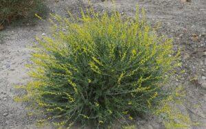 Anthyllis cytisoides