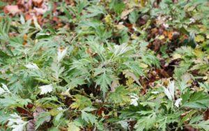 Artemisia vulgaris
