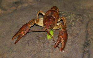 Austropotamobius pallipes