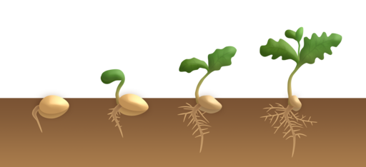 GerminaciÃ³n: estructura de una semilla, proceso, tipos - Lifeder