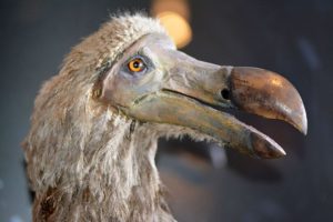 Pájaro dodo: características, causas de extinción, comportamiento