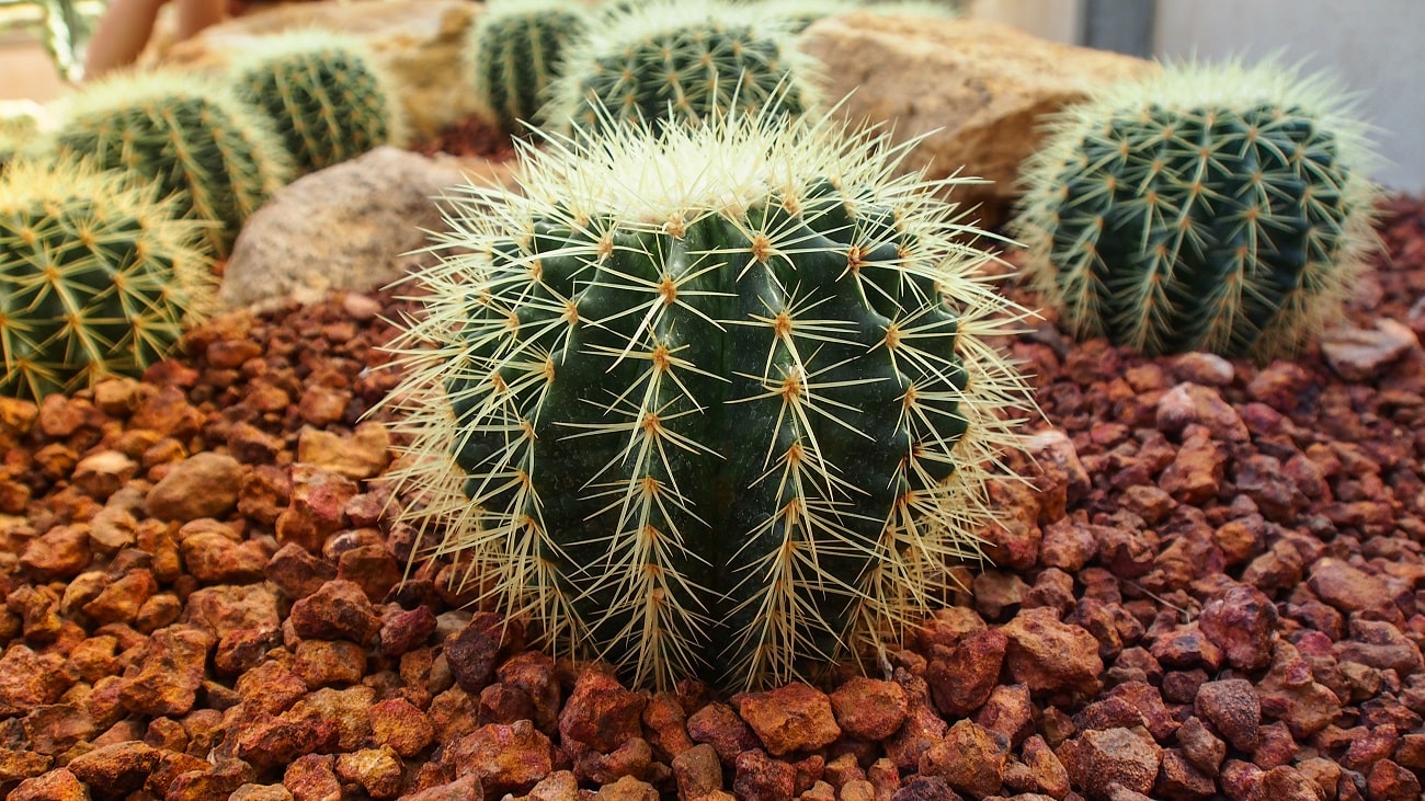 30 plantas en peligro de extinción en México